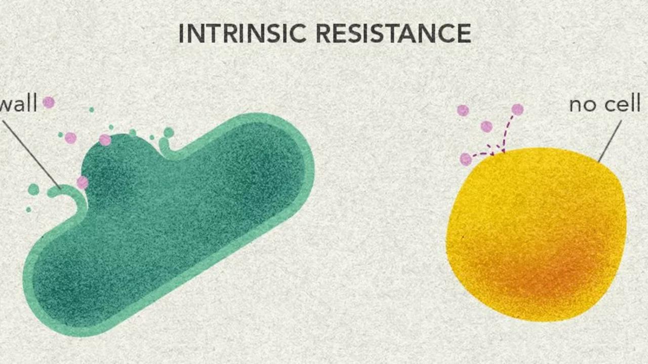 How Ampicillin is Helping to Combat Antibiotic-Resistant Bacteria